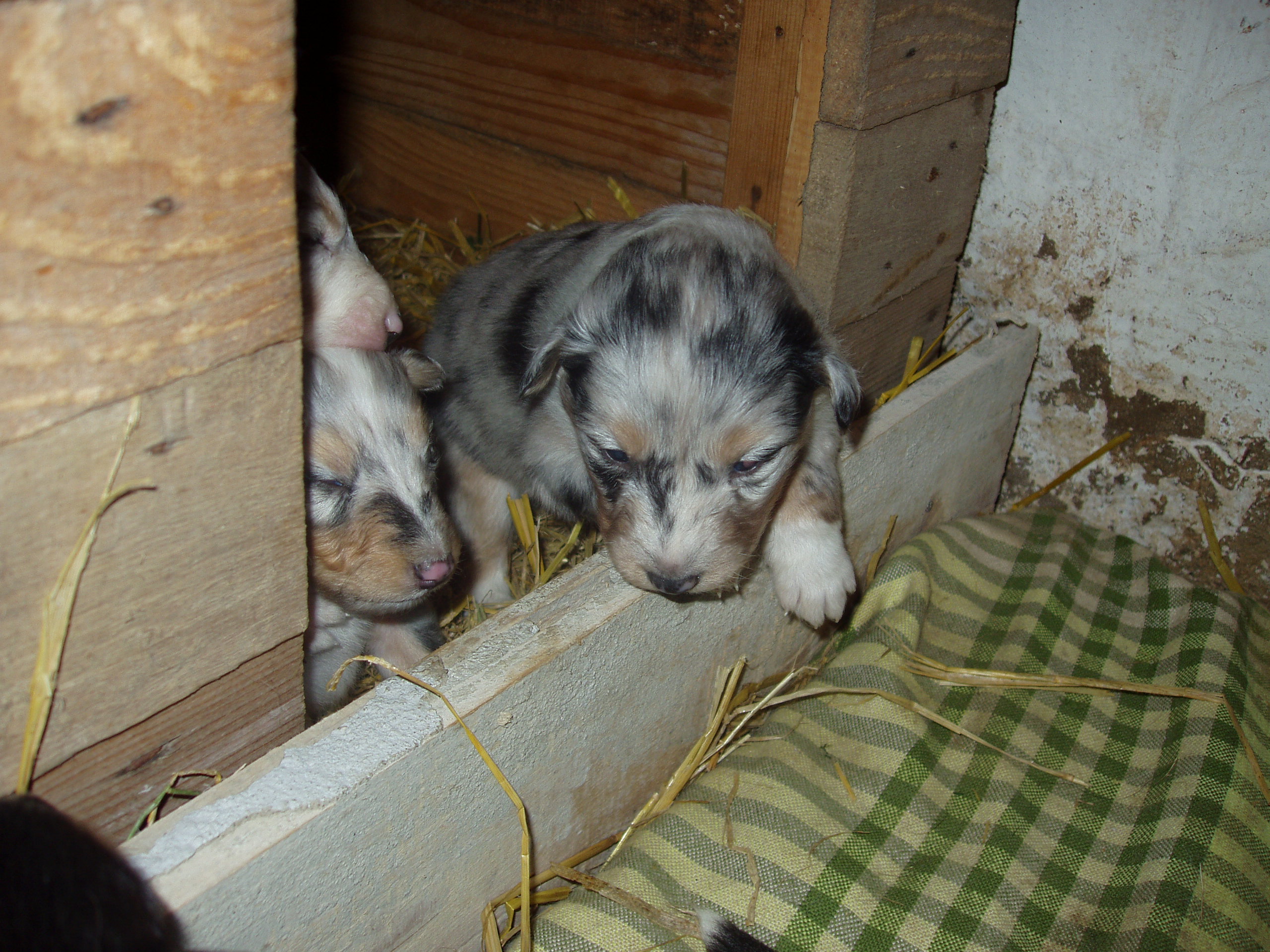 BLUE-MERLE KLUK.JPG